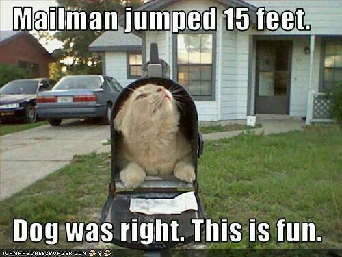 Кот в почтовом ящике